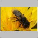 Panurgus calcaratus - Zottelbiene m002b 8mm - Teverener Heide det.jpg